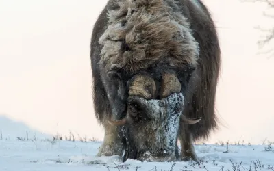 Moskus på Dovrefjell