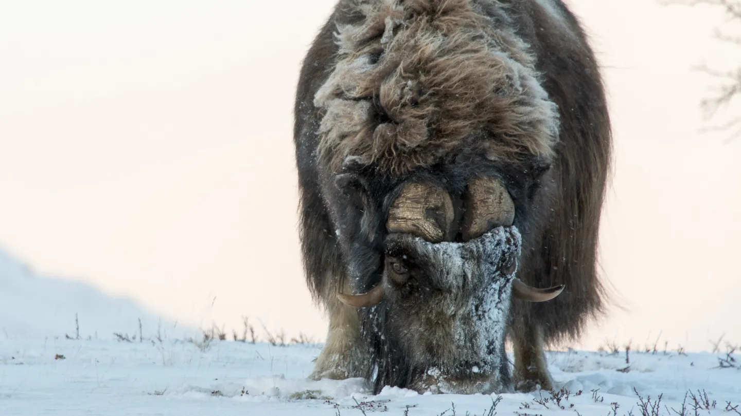 Moskus på Dovrefjell