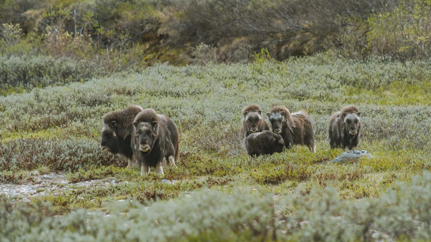 Moskus på Dovrefjell