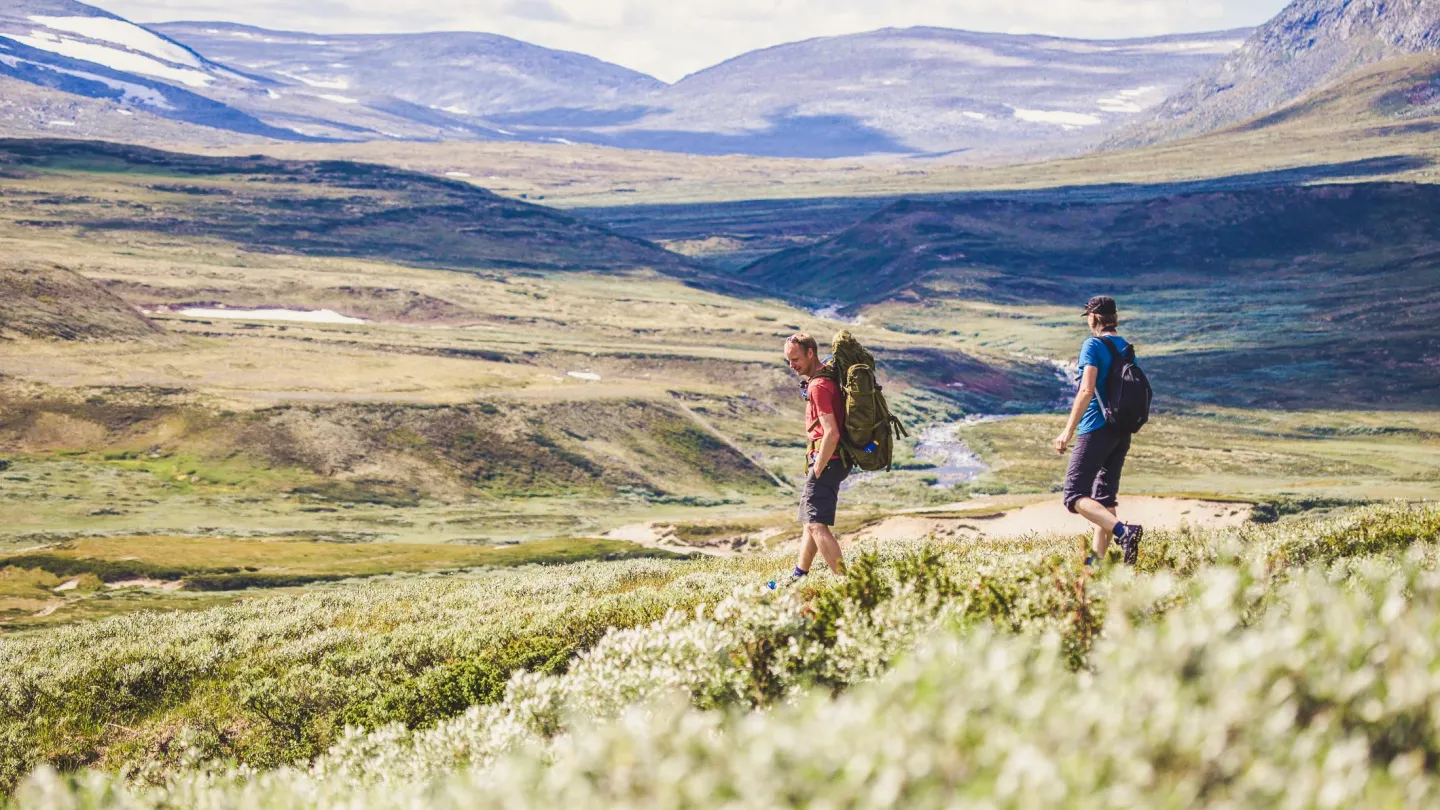 Moskussafari på Dovrefjell