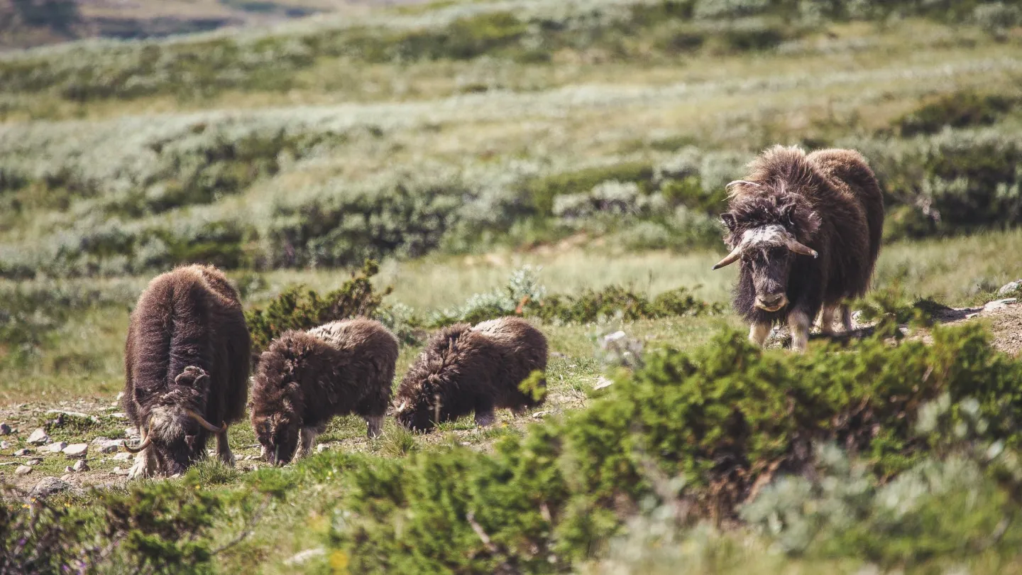 Moskus på Dovrefjell